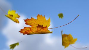 blue sky falling leaves